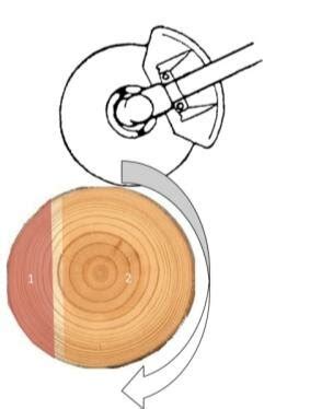 Tree felling techniques: (A) tree with a diameter