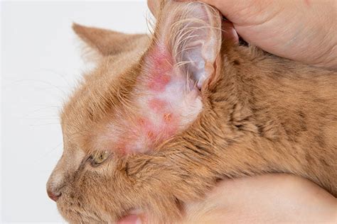 Cat Mange & Scabies: Our Vet Explains Causes, Symptoms & Treatments - Catster