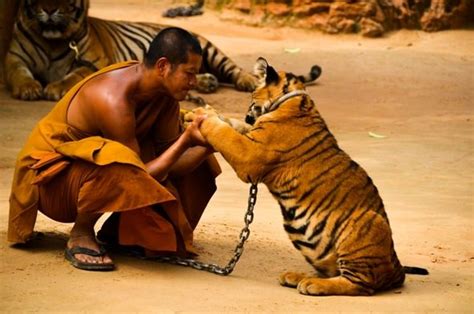 The Tiger Temple At Kanchanaburi | Shadows Galore