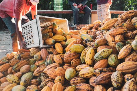 ‘Cocoa farming is a tradition, and there aren’t really any alternatives ...