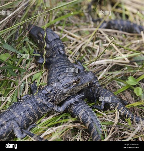 Baby alligators hi-res stock photography and images - Alamy