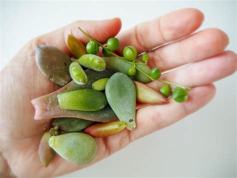 PROPAGATION: Your Ultimate Guide To Propagating Succulents