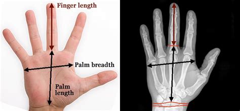 What is your finger length/palm width ratio? : r/AskReddit