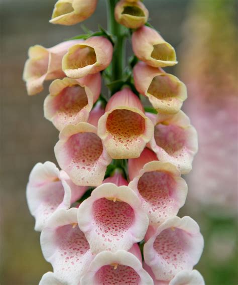 Foxglove varieties: 16 options for summer borders | Gardeningetc