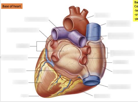 Base of heart Diagram | Quizlet