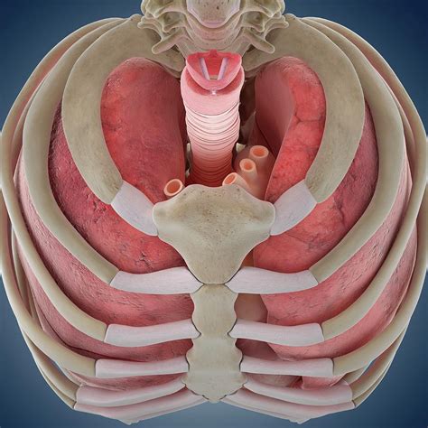 Chest Anatomy Photograph by Springer Medizin/science Photo Library - Pixels