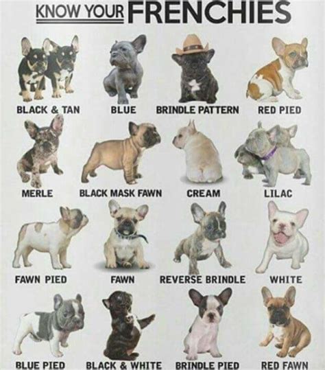 Know your Frenchies | French bulldog puppies, Bulldog puppies, Cute puppies