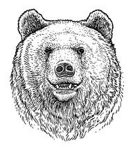 Grizzly Bear Illustration Clipart Free Stock Photo - Public Domain Pictures