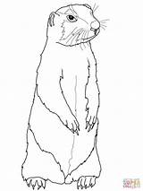 Prairie Dog coloring Page  Free Printable Coloring Pages sketch template