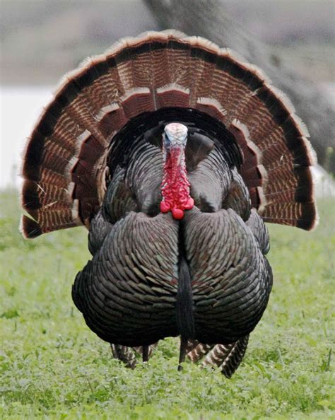 Free picture: wild, male, turkey, bird, up-close, meleagris gallopavo