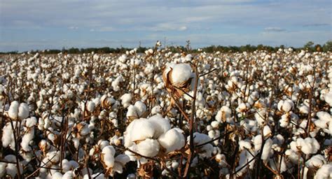 Cotton Australia | World cotton history