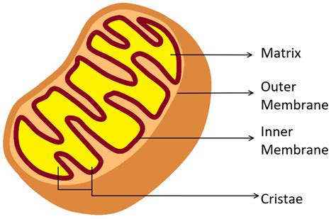 The main function of mitochondria in a cell isa) Secretionb) Excretionc) Osmoregulationd ...