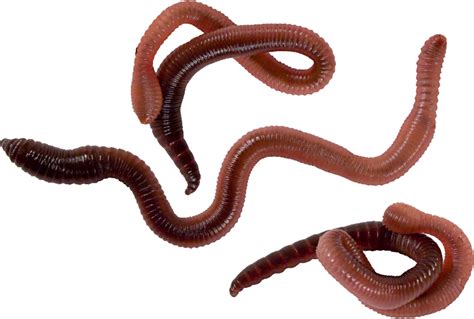 earthworm worm PNG transparent image download, size: 775x523px