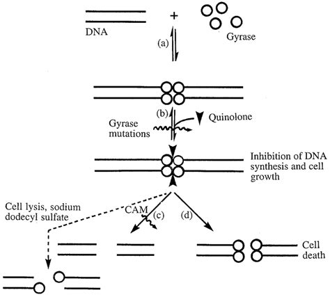 Intracellular action of quinolones. (a) DNA gyrase and DNA interact to ...