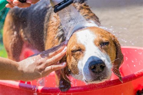 Dog Heat Rash: A Red-Hot Problem in the Summer - Yahoo Sports