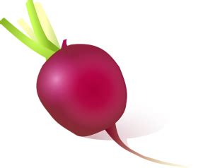 Beet PNG Image - PurePNG | Free transparent CC0 PNG Image Library