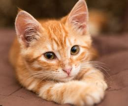 The Difference Between Orange Cats & Tabby Cats? — Saving Orphan Souls Rescue