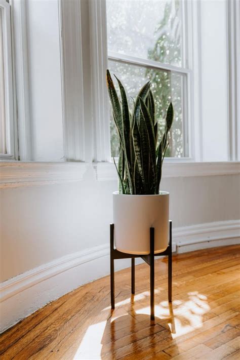 Snake Plants For Natural Interior Design Touches