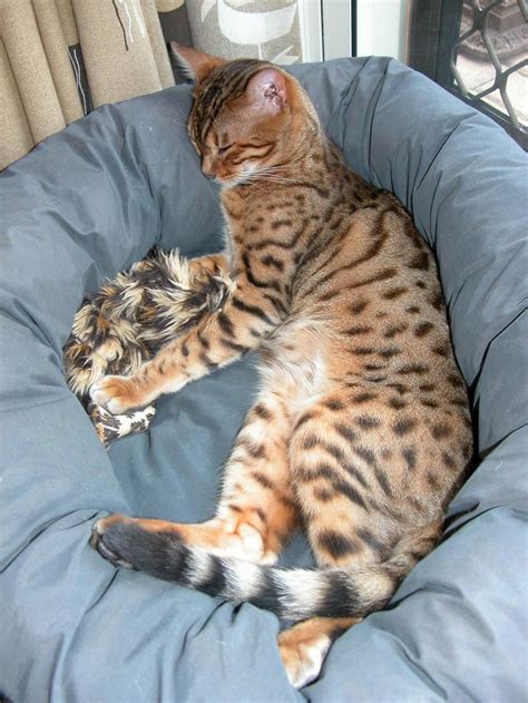 Samson. Brown spotted Bengal cat. | Bengal cat, Cats, Bengal