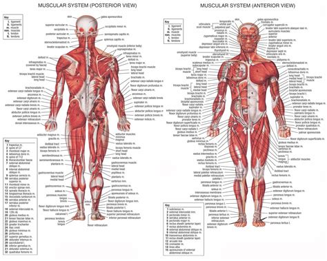 Anatomy Of The Human Body Muscles | Anatomy Picture Reference and Health News