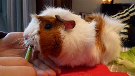 Silkie Guinea Pig Info: Pictures, Personality & Traits | Pet Keen