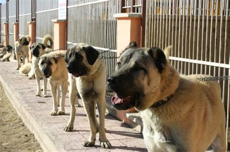 Kangal dog Personality, Temperament and HD pictures