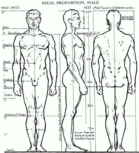 Proportions of the Human Figure : How to Draw the Human Figure in the ...