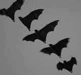 Image of formation of flying bats | CreepyHalloweenImages