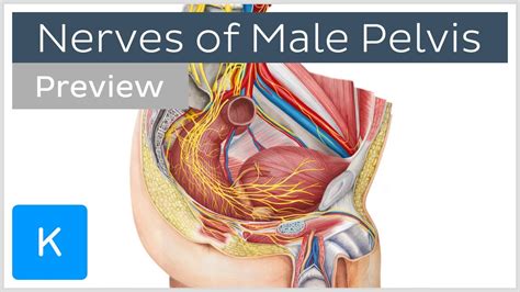 Nerves of male pelvis overview (preview) - Human Anatomy | Kenhub - YouTube