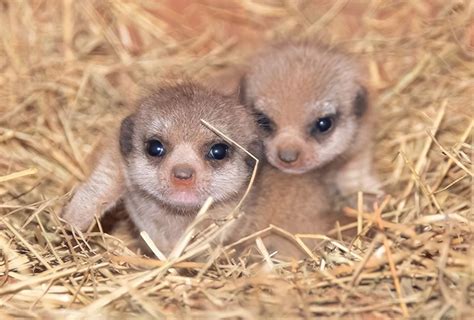 Miami Zoo Shares Baby Meerkat Photos And People Can’t Handle The Cuteness | LaptrinhX