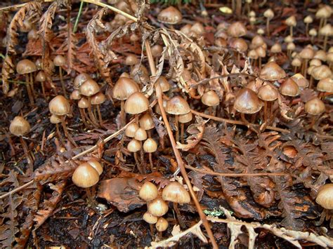 Selected Psychedelic Species - Vancouver Mycological Society