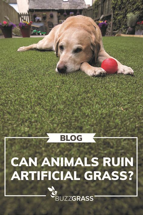 Can animals ruin artificial grass? | BuzzGrass | Pet grass, Artificial grass, Artificial grass ...