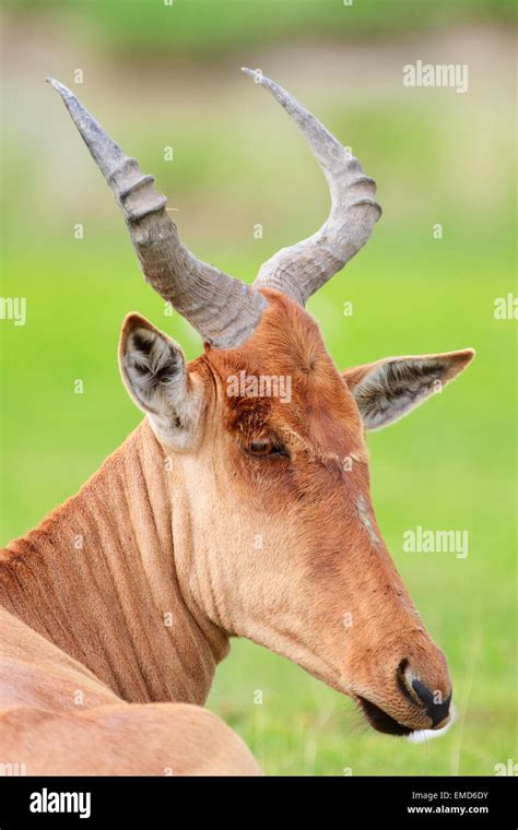 Closeup portrait of hartebeest antelope Stock Photo - Alamy