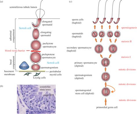 The biology of spermatogenesis in the rat. (a) Schematic drawing of the... | Download Scientific ...