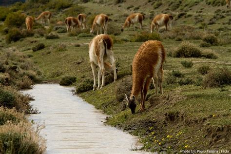 Interesting facts about guanacos | Just Fun Facts