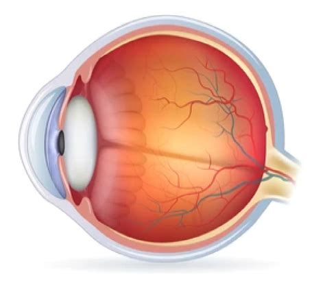 Eye Anatomy: Understanding the Parts of the Eye & How We See | MyVision.org