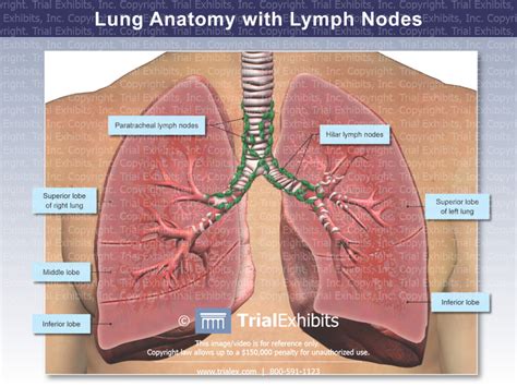 Lung Anatomy with Lymph Nodes - TrialQuest Inc.