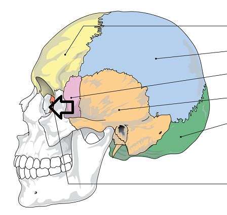 Flashcards - Flat Bone Flashcards | Study.com