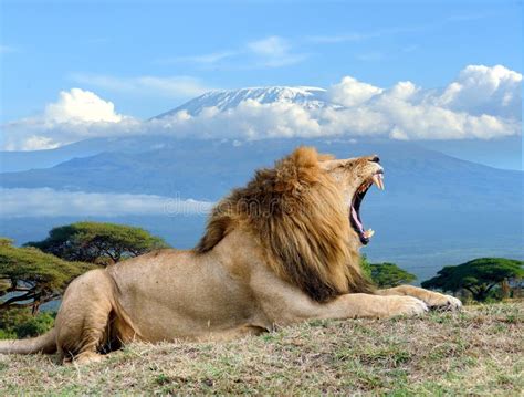 Mount Kilimanjaro. Savanna In Amboseli, Kenya Stock Image - Image of ...