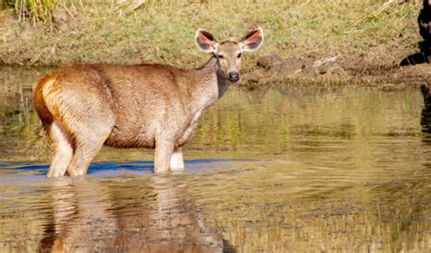 Satpura National Park - Truly India Tours