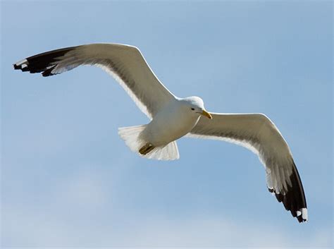 California Gull Larus californicus Photograph of Photo of Image of