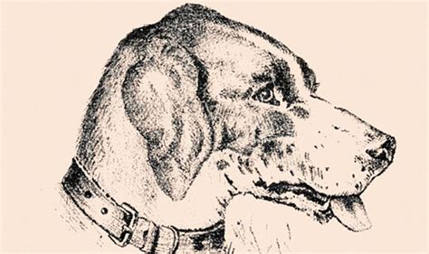 Optical illusion: Can you see the face in the dog? | Life | Life & Style | Express.co.uk