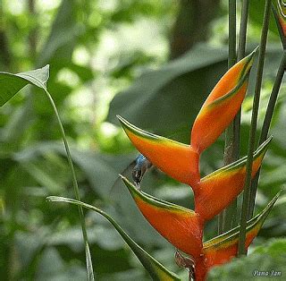 ifraternal.blogspot.com.br: LIBERDADEGLORIOSADOSFILHOSDE DEUS “Toda criação... Beautiful Birds ...