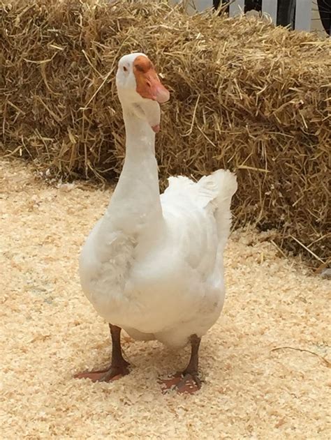 #Whirlow Hall Farms goose ! | Farm, Animals, Goose