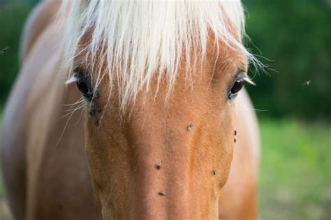 Bot Flies in Horses - Symptoms & Prevention | Hohenwald Vets