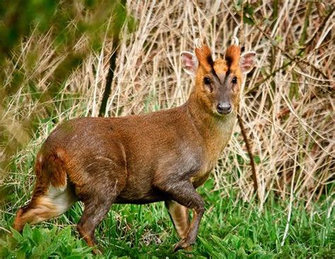 MUNTJAC DEER Muntjac Deer are native to south China & were first bought to the UK in 1840. Some ...