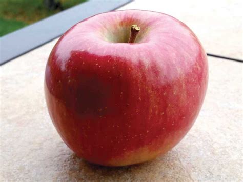 GMO Apples Arriving on U.S. Shelves for First Time - EcoWatch