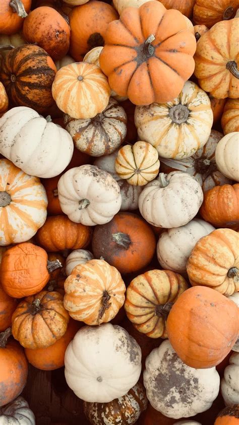 many different types of pumpkins piled on top of each other