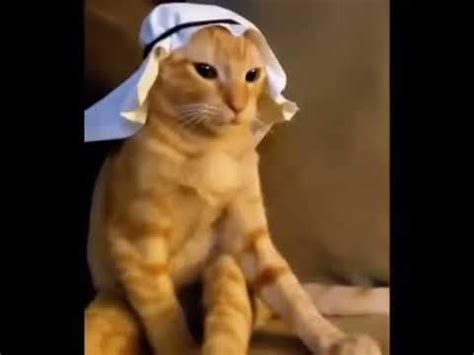 Arab Cat Meme