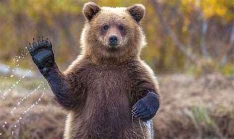 20 Fun Facts about Grizzly Bears - Tail and Fur